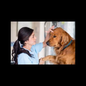 Auxiliar de Veterinário